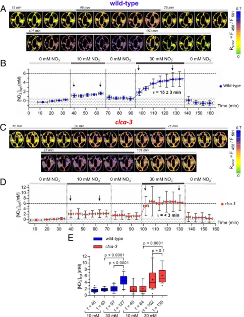 Fig. 3. The vacuolar NO 3 − /H + exchanger AtCLCa controls [NO 3 − ] cyt in Arabidopsis stomata