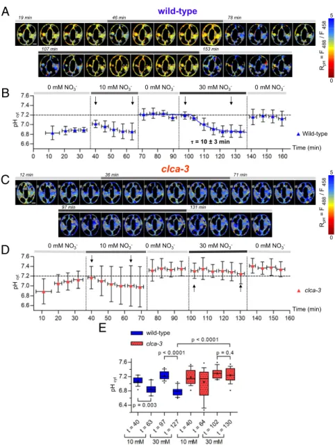 Fig. 4. The vacuolar NO 3 − /H + exchanger AtCLCa regulates pH cyt in Arabidopsis stomata