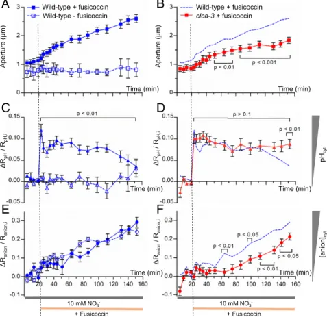 Fig. 5. Fusicoccin-induced pH cyt and [anion] cyt dynamics during stomata opening. (A and B) Fusicoccin-induced stomata opening from wild-type (A) and clca-3 (B) plants expressing ClopHensor