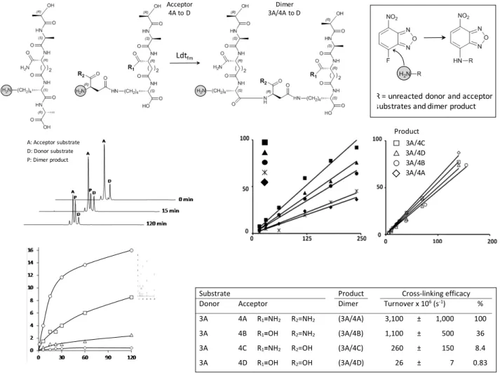 Figure 2. Post-functionalization assay for the cross-linking activity of peptidoglycan transpeptidases