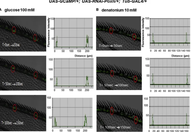 Figure S4). With this GAL4 driver, the targeted silencing of Poxn in Ser-GAL4/+; UAS-RNAi-Poxn/+ flies (hereafter indicated as Poxn W ) caused the expected morphological consequences: