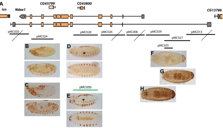 Figure 4. Cis- regulatory sequence analysis of Ndae1 . (A) Genomic region of Ndae1 (2L:7223328..7249343 in the R5.50 Drosophila genome sequence)