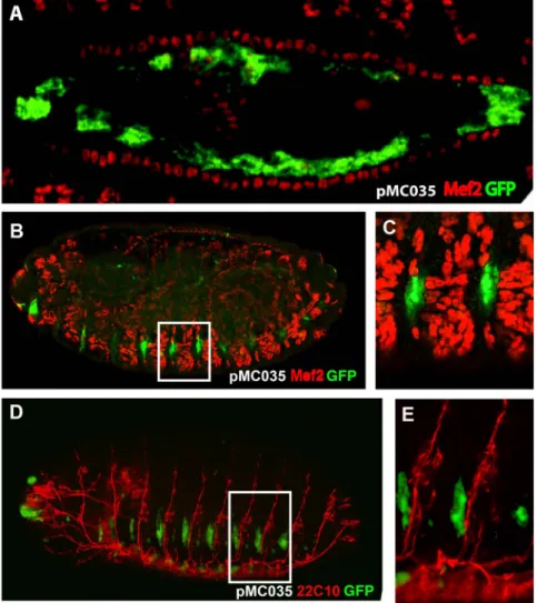 Figure 5. GFP expression driven by the fourth Ndae1 intron. All embryos carry the pMC035 reporter construct and are stained by immunofluorescence with anti-GFP antibodies (green)