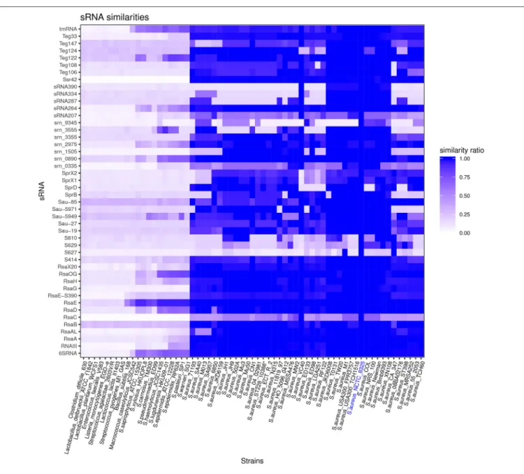 FIGURE 3 | Staphylococcus aureus sRNAs conservation across the Firmicutes phylum. Vertical axe: list of bona fide sRNAs
