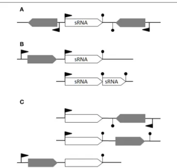 FIGURE 1 | Defining bona fide sRNAs. (A) An ideal bona fide sRNA gene has its own promotor and transcriptional terminator
