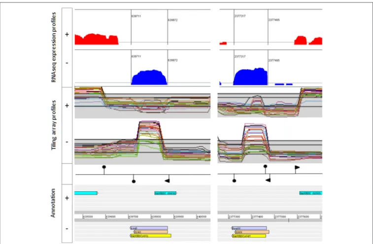 FIGURE 2 | Example of bona fide sRNAs. RsaD (Left) and RsaOG (Right). Upper: Artemis viewer window showing read log-coverages from pooled RNA samples extracted from HG003 grown in 16 growth conditions