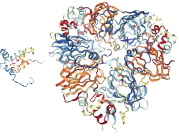 Figure 1: representation of napin (left) and cruciferin (right). From Protein Data Bank.