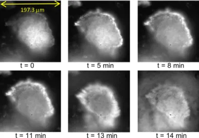 Figure 2: Fluorescence imaging on the DISCO beam line,  Soleil Synchrotron; image size: 137.93 x  137.93µm