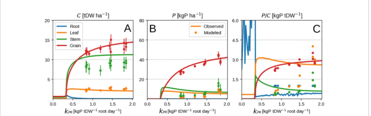 FIGURE 6 | Modeled vs. observed values at ﬁ eld maize experiment season end as function of root P uptake rate