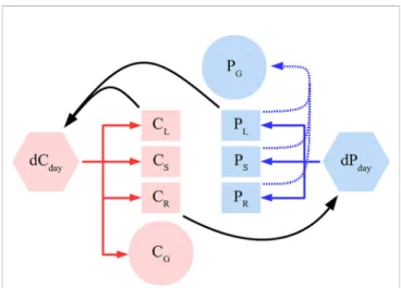 FIGURE 1 | Simpli ﬁ ed schema of the plant model. Full arrows depict C (red) and P (blue) ﬂux directions