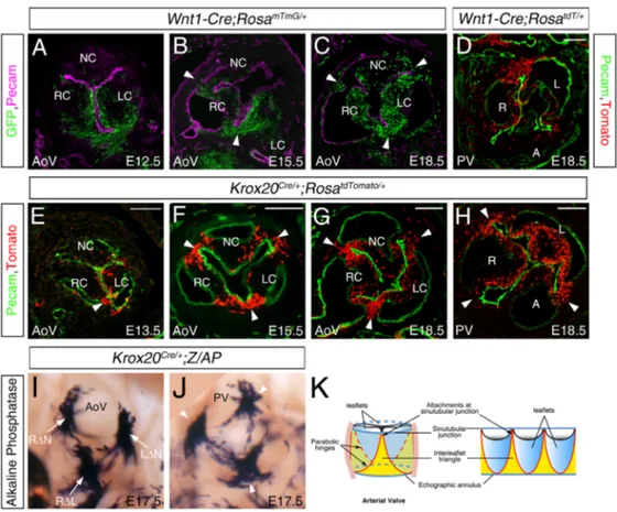 Fig. 2. Concordance of Krox20-Cre and neural crest labeling in the arterial valve. (A-D) Immunofluorescence staining of the arterial valves of Wnt1-Cre;