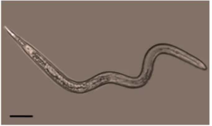 Figure 1. Meloidogyne incognita second-stage juvenile. Scale bar = 30 l m.