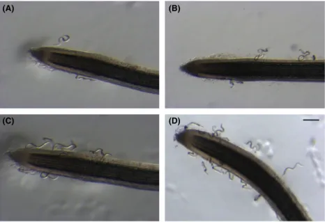 Figure 2. Movement of Meloidogyne incognita second-stage juveniles toward tomato root tip in Pluronic gel