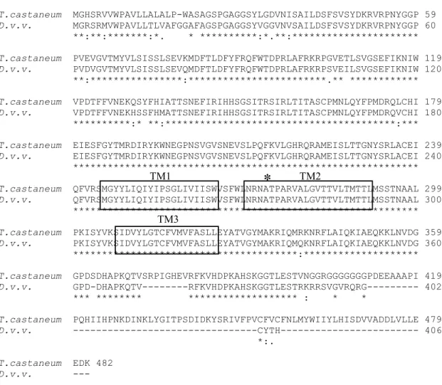 Figure S1: Alignment of the deduced amino acid sequence of the D. v. virgifera GABA  receptor gene from the susceptible non-diapause strain with GABA receptor isoform b  from Tribolium castaneum