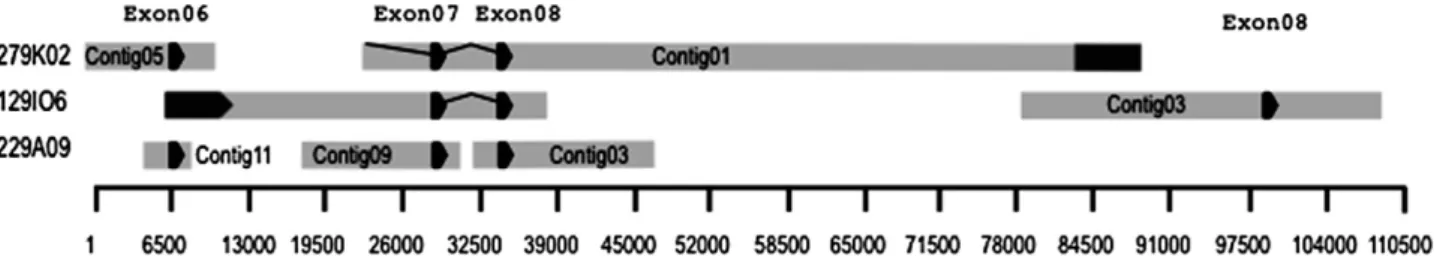 Fig. 6). This suggests that there may be west to east geographic cline of T 838 allele frequency in the US D