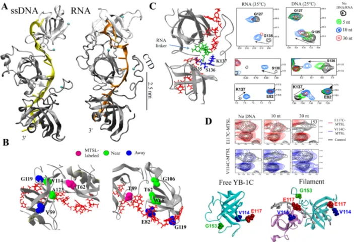 Figure 4. Structure of the nucleoprotein filament. (A) MD structures of ssDNA / RNA nucleoprotein filaments