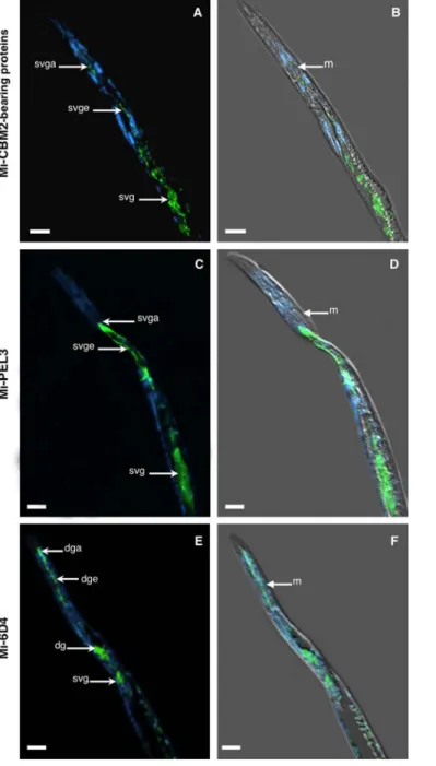 Fig. 2. Immunolocalization of nematode proteins in methacrylate sections of  preparasitic juveniles of Meloidogyne incognita