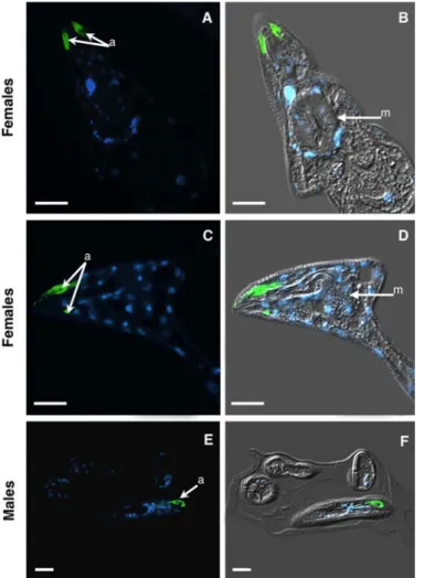 Fig. 5. Immunolocalization of nematode proteins in methacrylate sections of Meloidogyne incognita sedentary stages