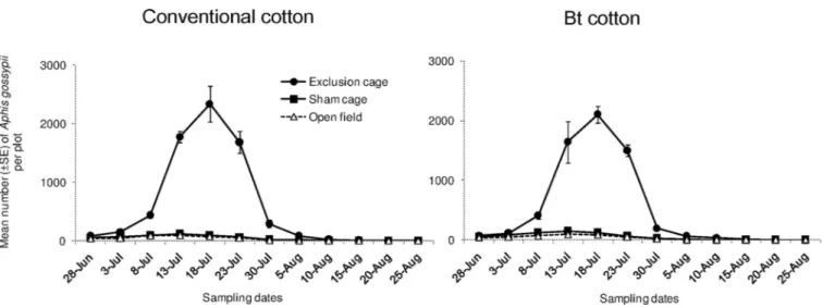 Fig 1. Population dynamics of cotton aphids. Mean numbers (±SE) of A. gossypii per plot in exclusion cages, sham cages and open field plots at HZAU experimental station (Wuhan, China) from late June to late August in 2013.