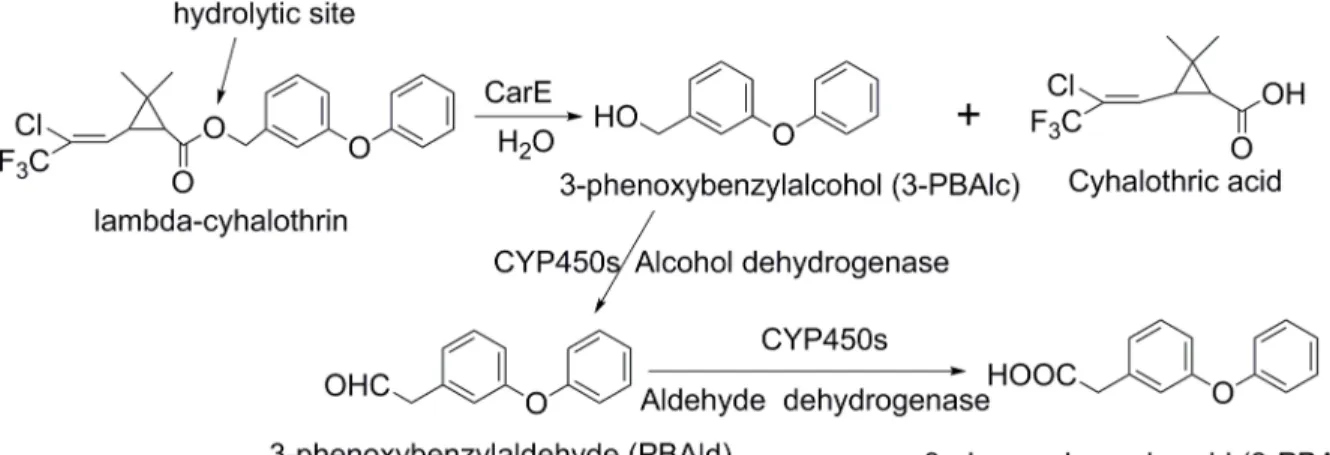 Fig 1. The metabolic pathways of lambda–cyhalothrin.