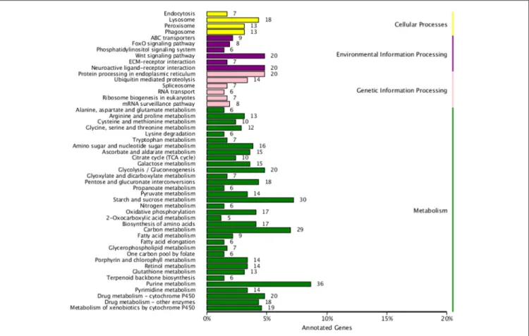 FIGURE 6 | Kyoto Encyclopedia of Genes and Genomics (KEGG) pathway enrichment of differentially-expressed genes of H