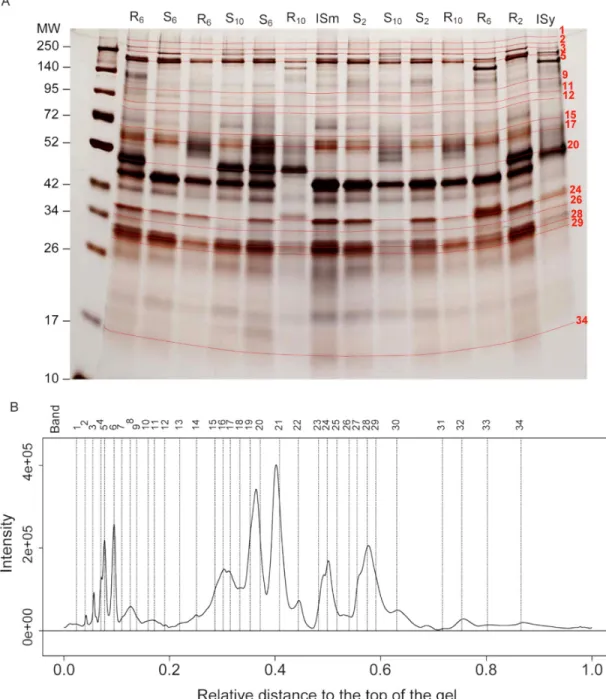 Figure 1. Global analysis of the protein composition of the venom. (A) example of venom profiles on  silver-stained 1D SDS-PAGE gels