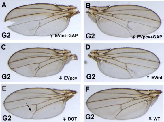 Fig 5. Variability in the expressivity of the extra-vein phenotypes in the wings of the G2 Dl*/Dl + flies