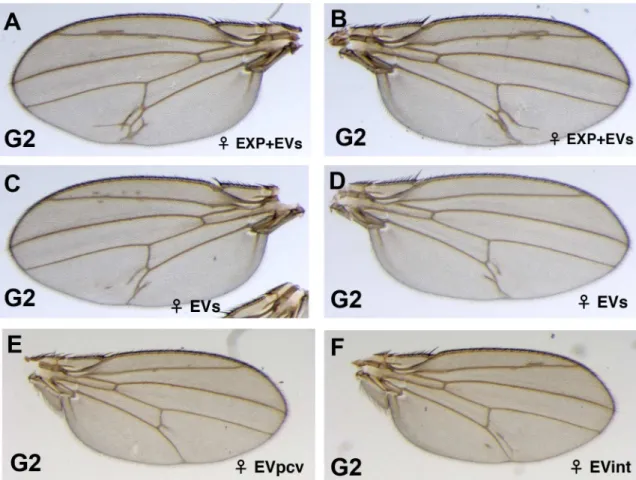 Fig 6. Strong expressivity of the extra-vein phenotype in the heterozygous G2 Dl 05151 /Dl + flies