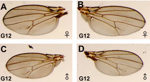 Fig 7. Wing phenotypes in the G12 progeny of the paramutants. In the G12 of inbred Dl*/Dl + flies, the extra-vein phenotype showed complete penetrance in both females and males and higher expressivity than in the G2 and G3