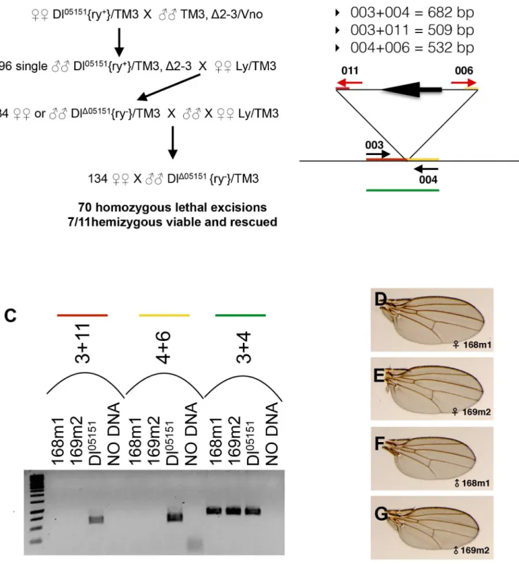 Fig 2. Perfect excision of the Dl 05151 insert. (A) Crosses carried out to obtain perfect excisions of the Dl 05151 transgene