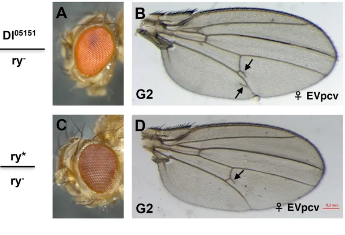 Fig 4. Paramutation at the Dl locus. Eye (A) and wing (B) of a heterozygous G2 Dl 05151 /Dl + fly