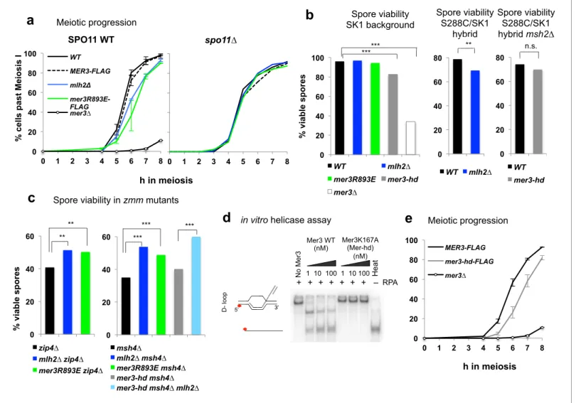 Figure 7. Disruption of the Mlh2/Mer3 interaction improves spore viability of zmm mutants