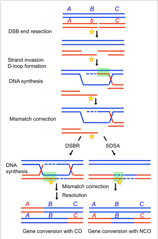 Figure 1. Effect of gene conversion during meiotic recombination on allele shuffling and erosion of cis-acting hotspot sequences