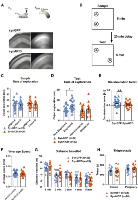 Figure 6. In Vivo Production of AICD Elicits Spatial Memory Encoding Deficits (A) Top: diagram shows schematic of in vivo viral transduction protocol with AVV injections at P21 and post-behavioral hippocampal transduction spreading analysis at P40