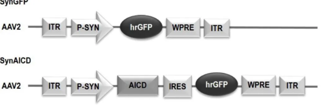 Figure S5 – Related to Figure 5 and 6. High titer SynAICD and SynGFP AAV constructs   Diagrams  of  AAV  constructs  representing  SynGFP  and  SynAICD  viruses,  which  exhibit  specific expression of AICD in neurons with high transduction efficiencies