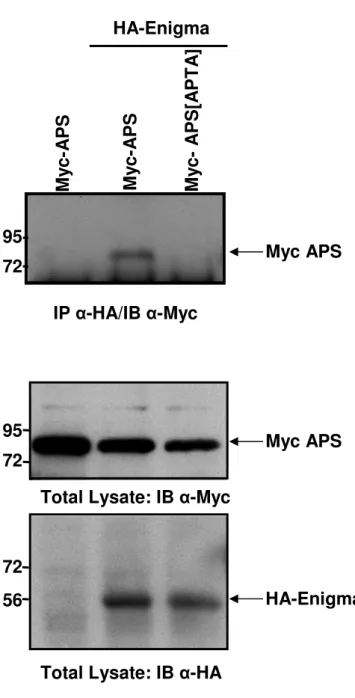 Fig 3. Myc-APS HA-EnigmaMyc-APS[APTA]Myc-APS IP  α -HA/IB  α -Myc