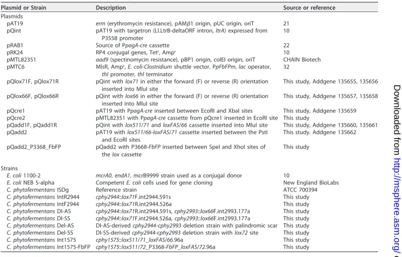 TABLE 1 Plasmids and strains used in this study