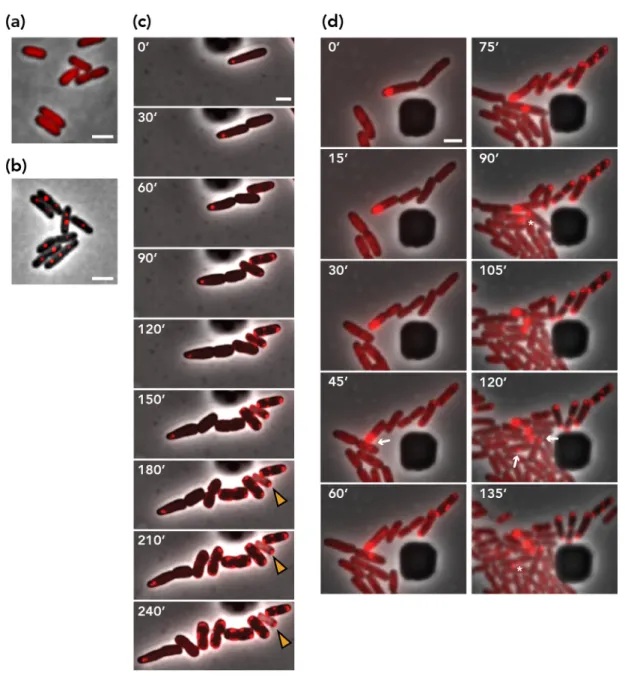 Figure 3. pESBL plasmid dynamics. (a,b) Representative image of E. coli cells expressing mCherry-ParB pMT1 , in the absence (a) or presence (b) of parS pMT1 + pESBL