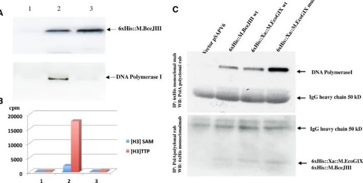Figure 3. Immunologic and enzymatic detection of PolI in active MTase fractions from in vivo expression