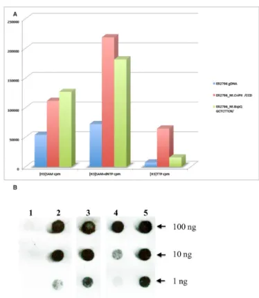 Figure 4. Polymerase and MTase activities copurify when domains are fused. Panel (A): Size and purity of fusion proteins