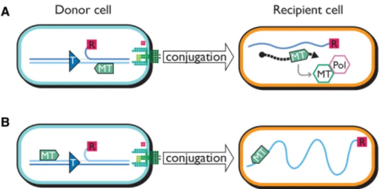Figure 7. Conjugal DNA transfer positions the MTase gene for expression and coordinated action with PolI in the native orientation but not with  in-verted oriT