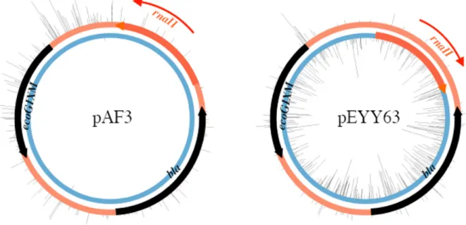 Figure 1. The ColE1 ori orientation determines which strand is modified by M.EcoGIX. Black ticks: observed sites of m6A modification