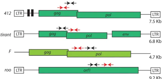 Figure 2. Histone post-translational modifications associated with Drosophila transposable elements