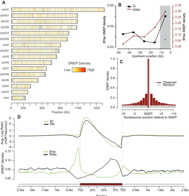 Figure 2. Abundance and genomic distribution of Single Nucleosome Epi-Polymorphisms. (A) The fraction of nucleosomes that were called SNEP at FDR = 0.0001 was computed in every 1Kb-segment along each chromosome