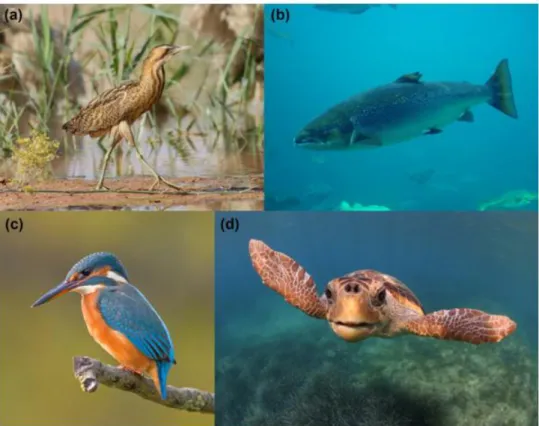 Figure 2: Multi-realm species that received the most LIFE-Nature funds per realm combination