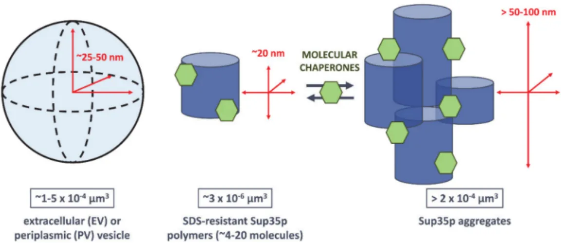 Figure 4. Average volumes of vesicles, detergent-resistant Sup35 polymers and larger Sup35p aggregates