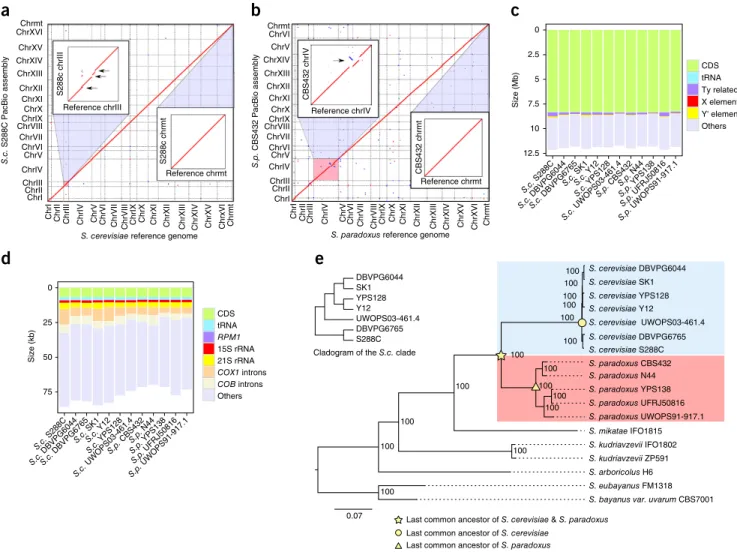 Figure 1  End-to-end genome assemblies and phylogenetic framework. (a) Comparison of the S