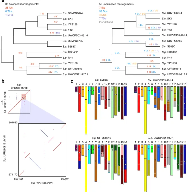 Figure 3  Structural rearrangements in the nuclear chromosomal cores. (a) Balanced (left) and unbalanced (right) structural rearrangements occurred  along the evolutionary history of the 12 strains