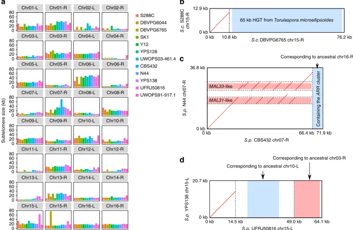 Figure 4  Subtelomere size plasticity and structural rearrangements. (a) Size variation of the 32 orthologous subtelomeres across the 12 strains