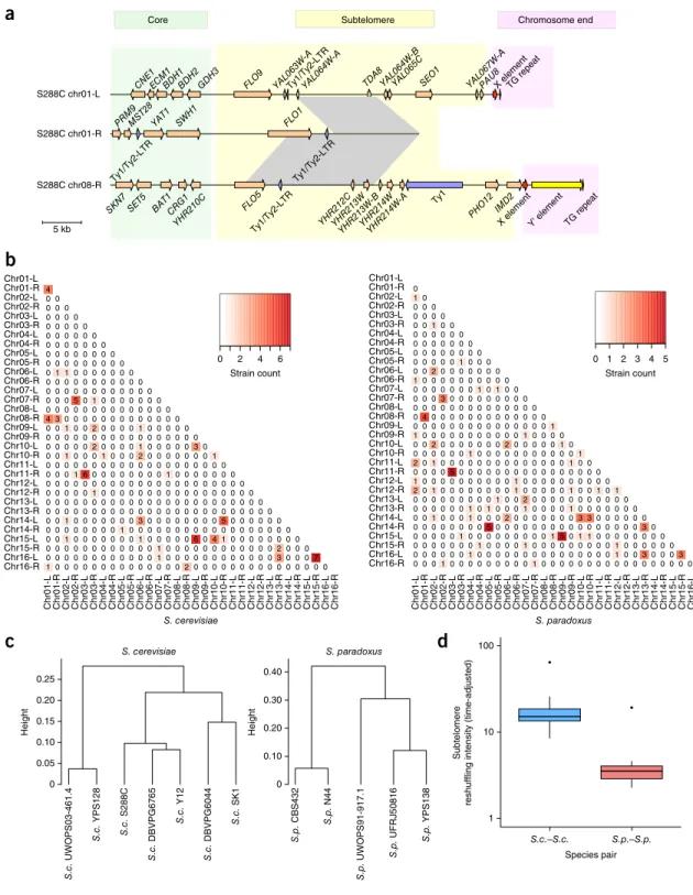 Figure 5  Evolutionary dynamics of subtelomeric duplications. (a) An example of subtelomeric duplication blocks shared among the chromosome   01-L (chr01-L), chr01-R and chr08-R subtelomeres in S